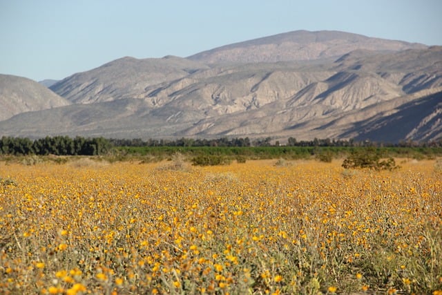 Free download landscape desert wildflowers field free picture to be edited with GIMP free online image editor