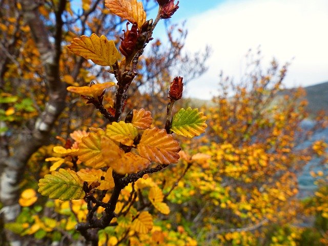 Free download Landscape Fagus Tree Trees -  free photo or picture to be edited with GIMP online image editor