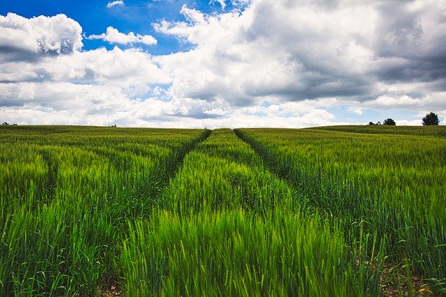 Free download Landscape Field Cereals -  free photo or picture to be edited with GIMP online image editor