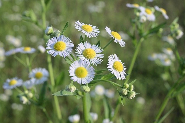 Free download Landscape Flowers Green -  free photo or picture to be edited with GIMP online image editor