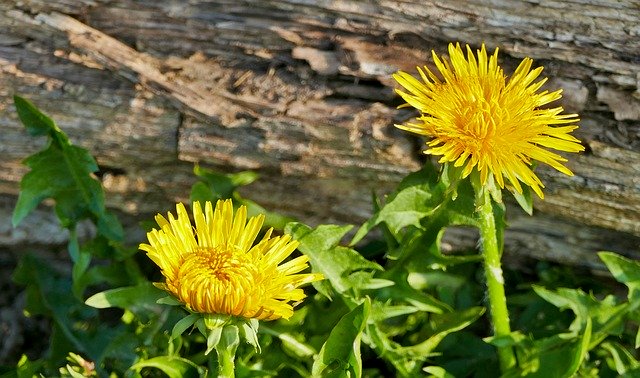 Unduh gratis Landscape Forest Dandelion - foto atau gambar gratis untuk diedit dengan editor gambar online GIMP