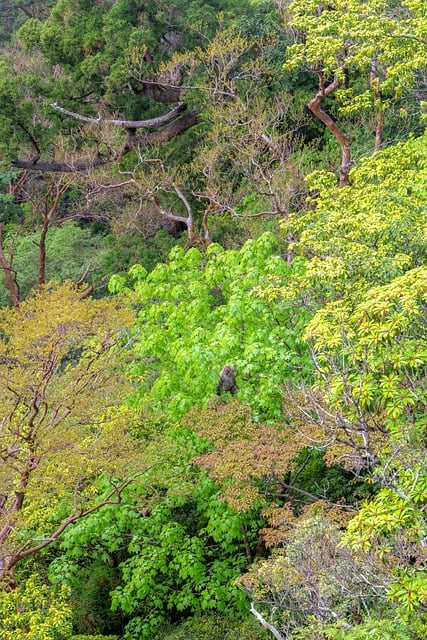 Free download landscape forest yakushima free picture to be edited with GIMP free online image editor