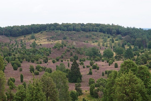 Free download Landscape Heathland Purple -  free photo or picture to be edited with GIMP online image editor