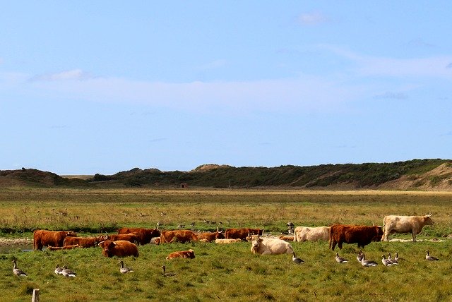 Free download Landscape Langeoog Nature -  free photo or picture to be edited with GIMP online image editor