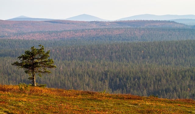 Free download landscape lapland autumn woods free picture to be edited with GIMP free online image editor