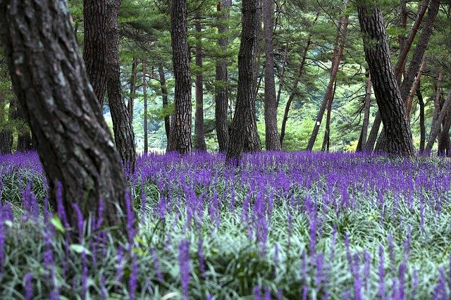 Free download Landscape Liriope Pine -  free photo or picture to be edited with GIMP online image editor