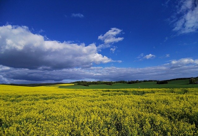 Free download Landscape Oilseed Rape Spacious -  free photo or picture to be edited with GIMP online image editor