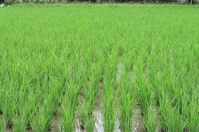 Free download Landscape Paddy Field Rice -  free photo or picture to be edited with GIMP online image editor