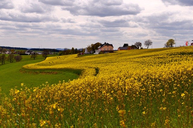 Free download Landscape Rapeseed Yellow -  free photo or picture to be edited with GIMP online image editor