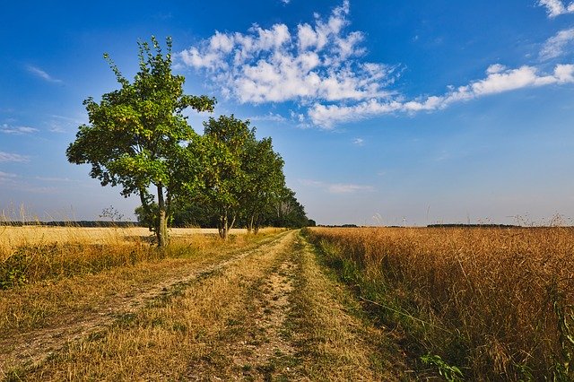 Free download Landscape Trees Fields -  free photo or picture to be edited with GIMP online image editor