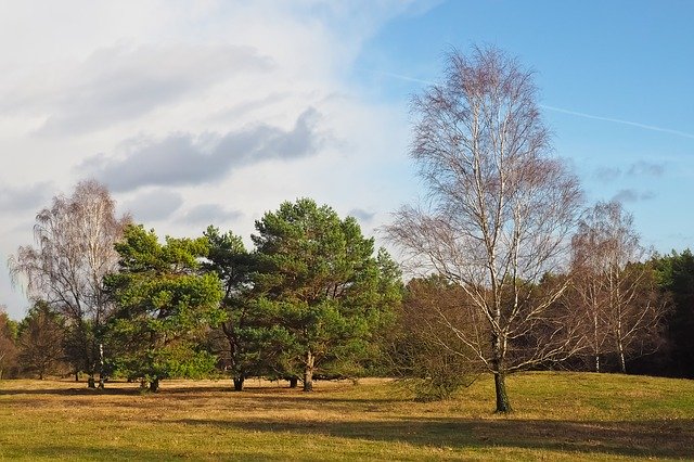 Free download Landscape Trees Nature -  free free photo or picture to be edited with GIMP online image editor