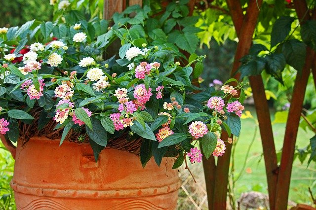 Free download Lantana Balcony Plant Summer -  free photo or picture to be edited with GIMP online image editor