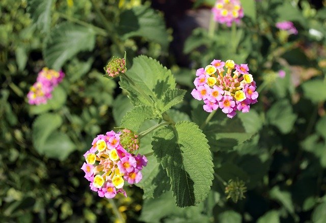 Free download Lantana Camara Galabert Verbena -  free photo or picture to be edited with GIMP online image editor