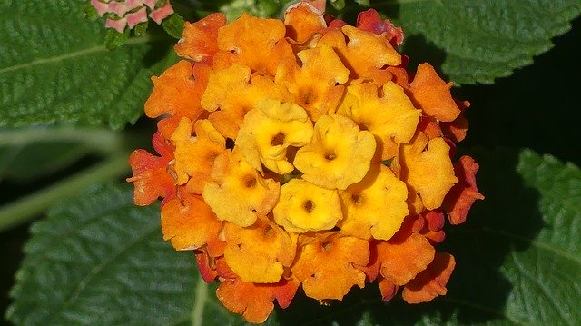 Free download Lantana Flower Garden -  free photo or picture to be edited with GIMP online image editor