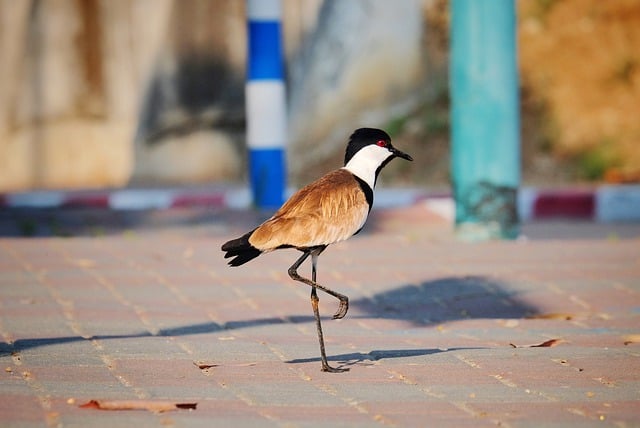 Free download lapwing bird pavement animal wild free picture to be edited with GIMP free online image editor