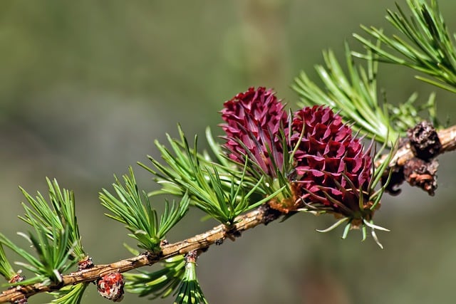 Free download larch branch tree spring bud free picture to be edited with GIMP free online image editor