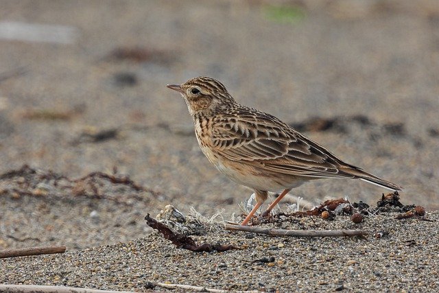 Free download lark bird sand skylark animal free picture to be edited with GIMP free online image editor