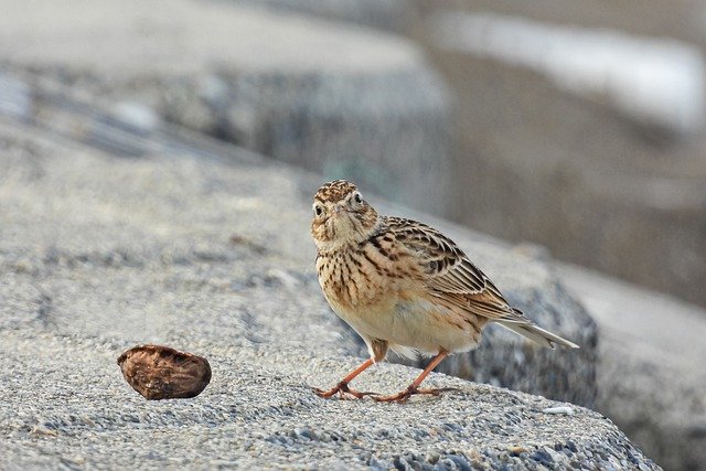 Free download lark bird walnut food rock free picture to be edited with GIMP free online image editor