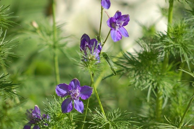 Free download Larkspur Bloom Summer -  free photo or picture to be edited with GIMP online image editor