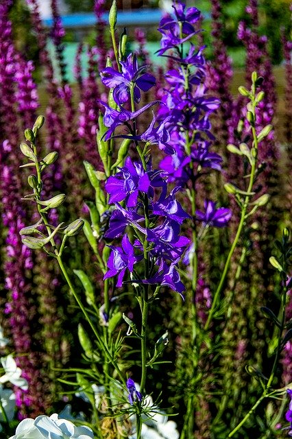 Free download Larkspur Nature Blue Edge Of -  free photo or picture to be edited with GIMP online image editor