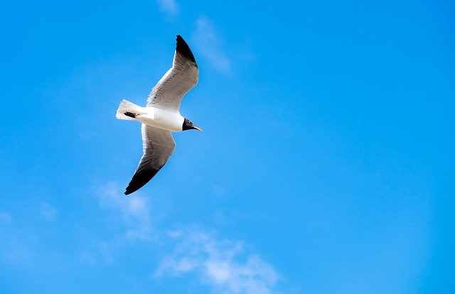 Free download Laughing Gull Bird Seagull -  free photo or picture to be edited with GIMP online image editor