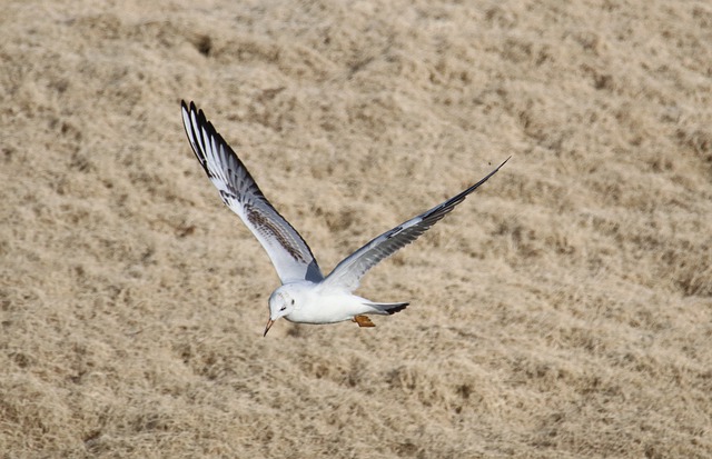 Free download laughing gull lake sea bird animal free picture to be edited with GIMP free online image editor