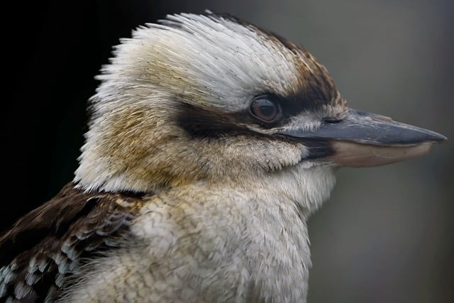 Free download laughing kookaburra bird kingfisher free picture to be edited with GIMP free online image editor