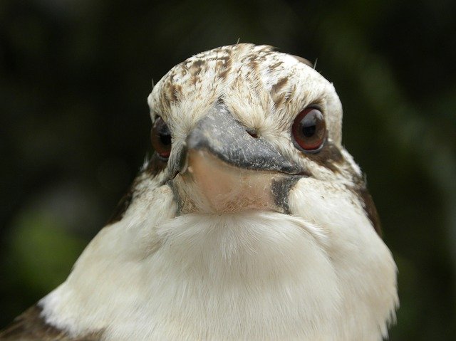 Free download Laughing Kookaburra Dacelo -  free photo or picture to be edited with GIMP online image editor