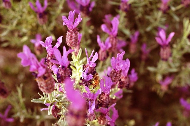 Free download Lavender Bee Nature -  free photo or picture to be edited with GIMP online image editor