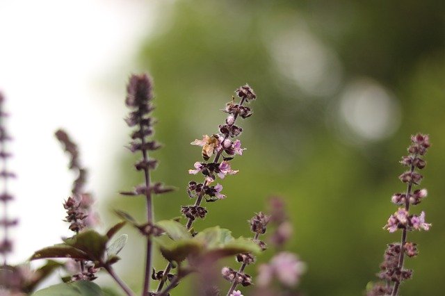 הורדה חינם Lavender Bee Plant - תמונה או תמונה בחינם לעריכה עם עורך התמונות המקוון GIMP