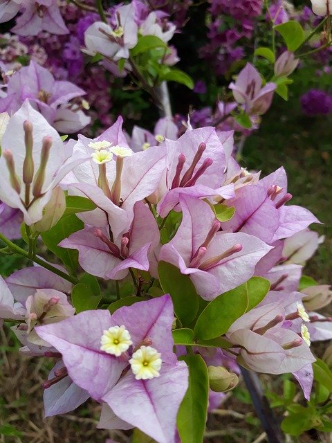 Free download Lavender Bougainvillea Flower -  free photo or picture to be edited with GIMP online image editor