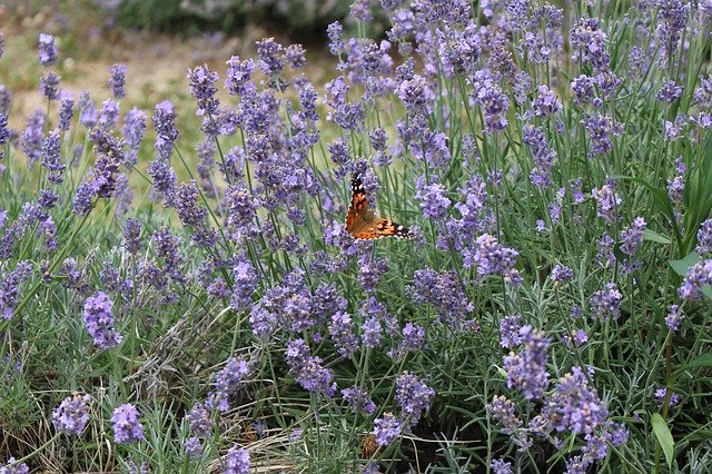 Free download Lavender Butterfly Nature -  free photo or picture to be edited with GIMP online image editor