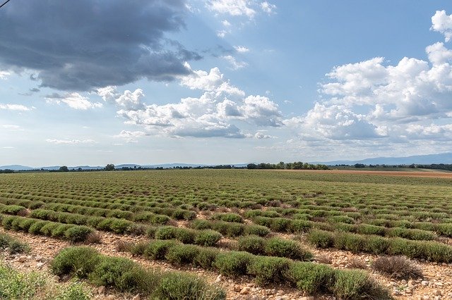 Free download Lavender Field Plants -  free photo or picture to be edited with GIMP online image editor