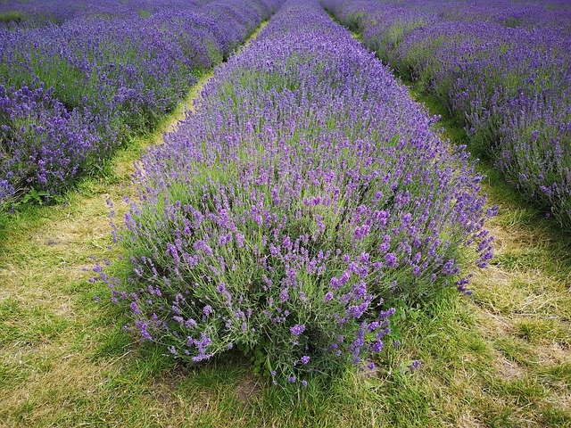 Free download Lavender Field Purple -  free photo or picture to be edited with GIMP online image editor