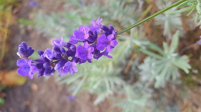 Free download Lavender Flowers -  free photo or picture to be edited with GIMP online image editor