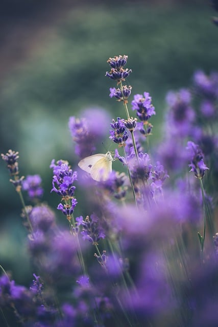 Free download lavender flowers butterfly garden free picture to be edited with GIMP free online image editor