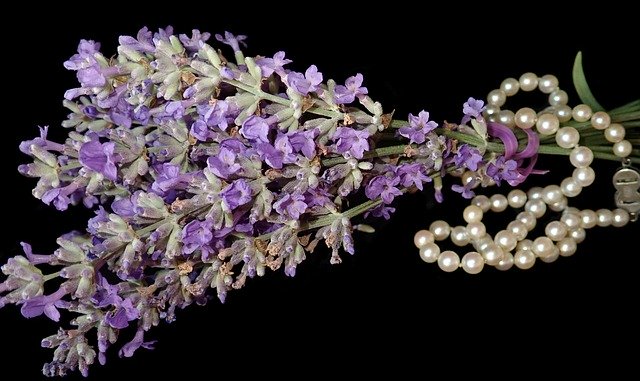 Free download Lavender Flowers Fragrance -  free photo or picture to be edited with GIMP online image editor