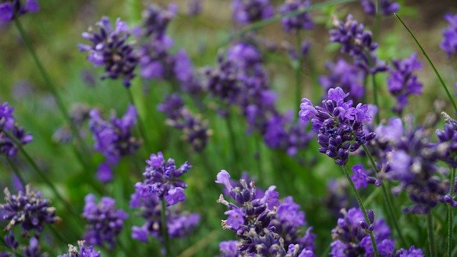 Free download Lavender Flowers Nature -  free photo or picture to be edited with GIMP online image editor