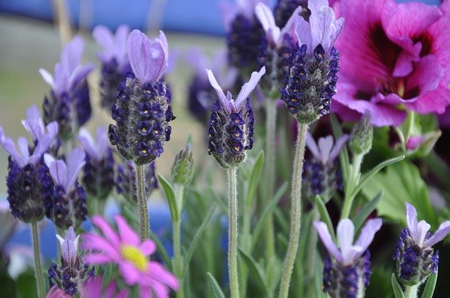 Free download Lavender Flowers Purple -  free photo or picture to be edited with GIMP online image editor