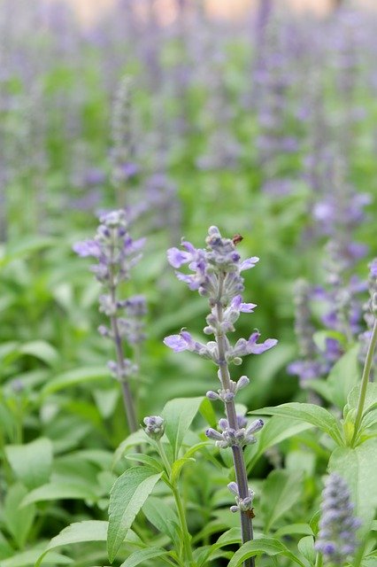 Free download Lavender Flower Violet -  free photo or picture to be edited with GIMP online image editor