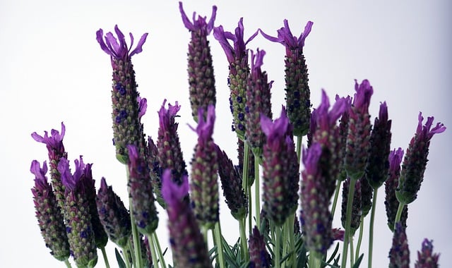 Free download lavender flower violet purple free picture to be edited with GIMP free online image editor