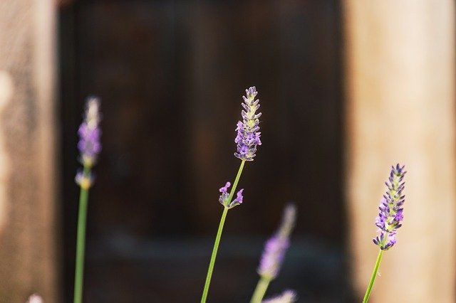 Free download Lavender Garden Close Up -  free photo or picture to be edited with GIMP online image editor