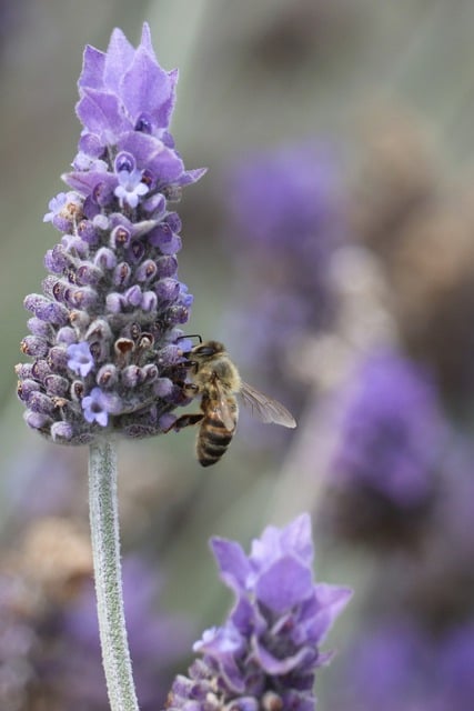 Free download lavender honeybee pollination free picture to be edited with GIMP free online image editor