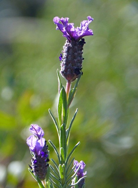 Free download Lavender Lavandula Officinalis -  free photo or picture to be edited with GIMP online image editor