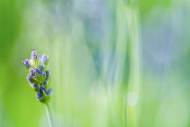 Free download lavender nature botany bloom free picture to be edited with GIMP free online image editor