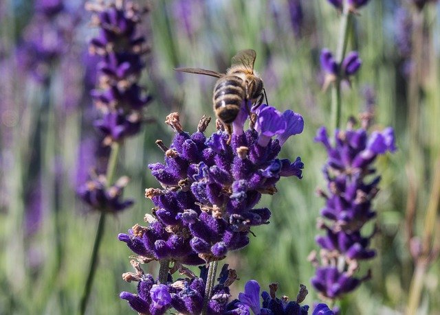 Free download Lavender Nature Plant -  free photo or picture to be edited with GIMP online image editor