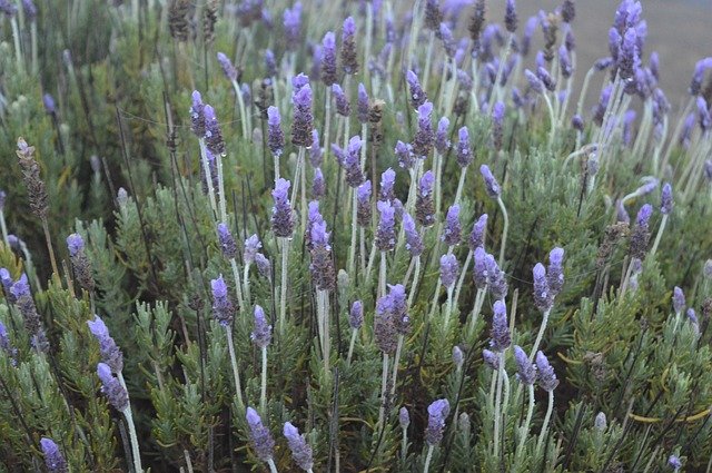 Free download Lavender Nature Purple -  free photo or picture to be edited with GIMP online image editor