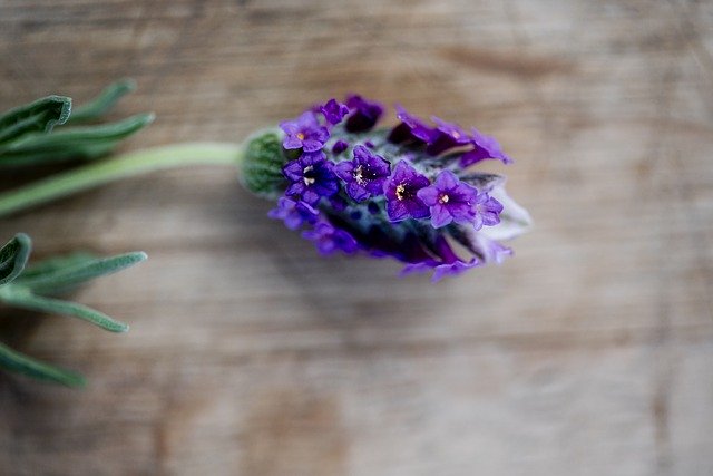 Free download Lavender On Table Wood -  free photo or picture to be edited with GIMP online image editor