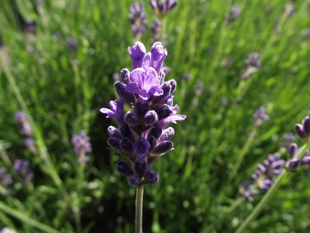 Free download Lavender Plant Purple -  free photo or picture to be edited with GIMP online image editor