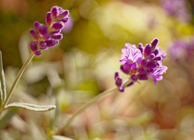 Free download lavender purple flowers flowers free picture to be edited with GIMP free online image editor